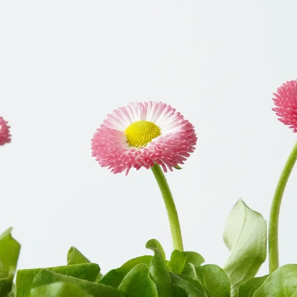 壹号娱乐百家乐游戏